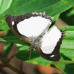 Polyura jalysus jalysus