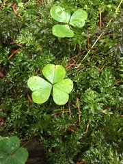 Oxalis