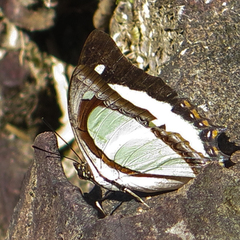 Polyura jalysus jalysus