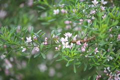 Zanthoxyloideae