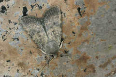 Standfussiana lucernea