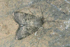 Standfussiana lucernea