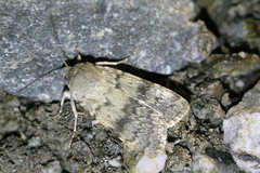 Standfussiana lucernea