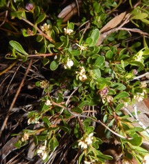 Dodonaea bursariifolia