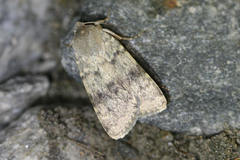 Standfussiana lucernea