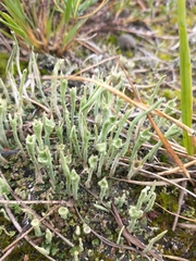 Cladonia subulata