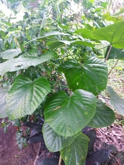 Clerodendrum paniculatum