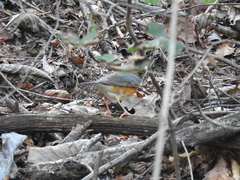 Turdus hortulorum