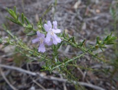 Westringia eremicola