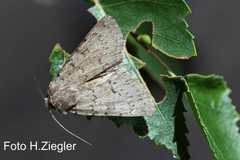 Epipsilia grisescens