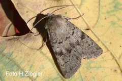 Epipsilia grisescens