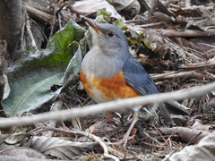 Turdus hortulorum