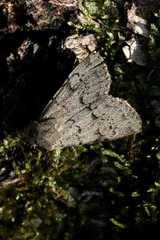 Epipsilia grisescens