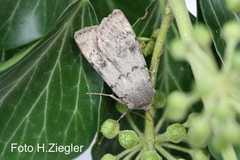 Epipsilia grisescens