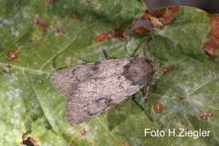 Epipsilia grisescens