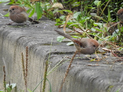 Sinosuthora webbiana