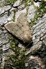 Epipsilia grisescens