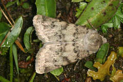 Epipsilia grisescens