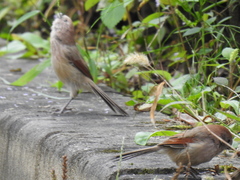 Sinosuthora webbiana