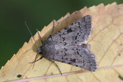 Epipsilia grisescens