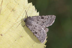 Epipsilia grisescens