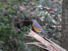 Turdus hortulorum