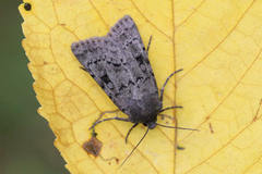 Epipsilia grisescens