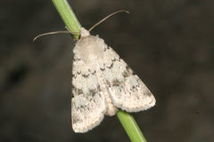 Epipsilia grisescens