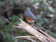 Turdus hortulorum