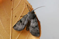 Epipsilia grisescens