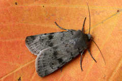 Epipsilia grisescens