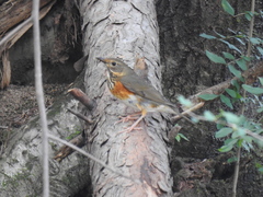 Turdus hortulorum