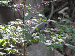 Hypsipetes amaurotis