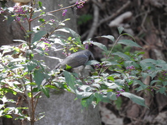 Hypsipetes amaurotis