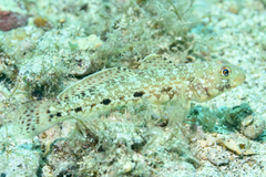 Gobius geniporus