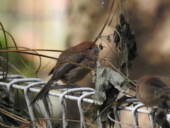 Sinosuthora webbiana