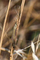 Myrmecaelurus trigrammus