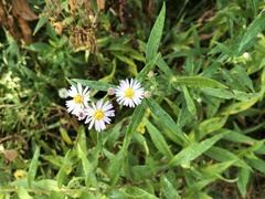 Symphyotrichum lanceolatum lanceolatum