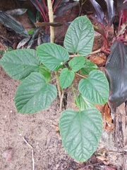 Clerodendrum paniculatum