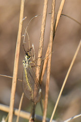Myrmecaelurus trigrammus
