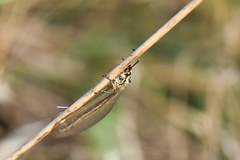 Myrmecaelurus trigrammus