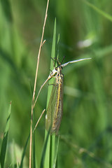 Myrmecaelurus trigrammus