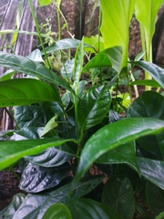 Artocarpus heterophyllus