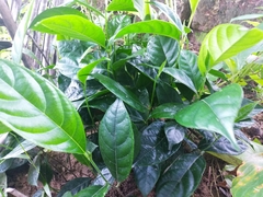 Artocarpus heterophyllus