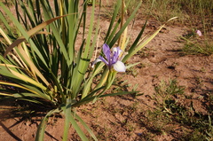 Iris lactea biglumis