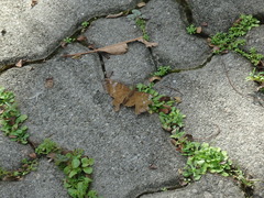 Euthalia aconthea gurda