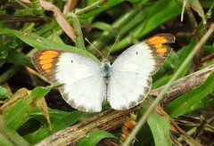 Colotis etrida