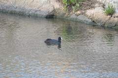 Fulica atra