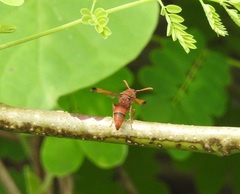 Antodynerus limbatus