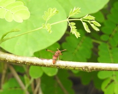 Antodynerus limbatus